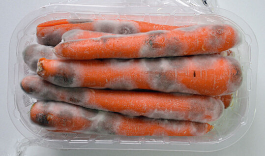 Chalara-Flecken auf Möhren im Verkaufsgebinde.