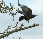 Krähen verursachen erhebliche Schäden an Feldern.