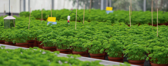 Petersilie in der Kultur in den Versuchsgewchshusern der FH Erfurt.