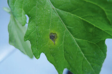 Dunkle, rundliche, zonierte Blattflecken auf Tomatenblttern durch die Drrfleckenkrankheit Alternaria solani.