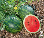 Volmary ‘Mini Love F1’