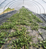 Die Melonen werden in Folientunnel angebaut, um die Bodenfeuchte kontrollieren zu können.