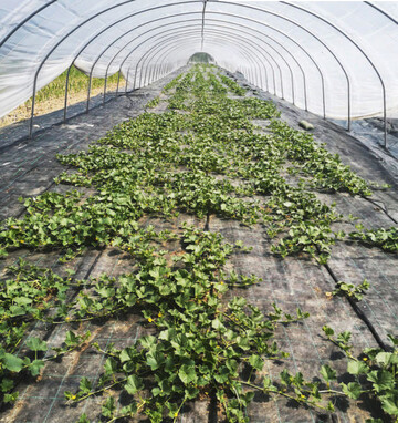 Die Melonen werden in Folientunnel angebaut, um die Bodenfeuchte kontrollieren zu knnen.