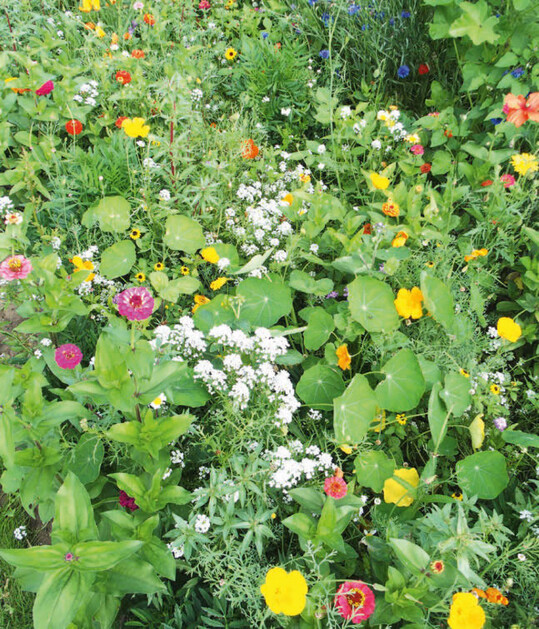 Biodiversit�t und Bl�hstreifen f�rdern die Nachhaltigkeit.