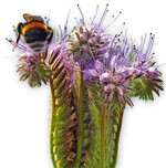 Nachhaltigkeit besteht nicht nur aus der Förderung der Biodiversität.