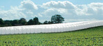 Auf die Hügellandschaft
der Midlands/ England wurden
diese Folientunnel für den
Erdbeeranbau angepasst.