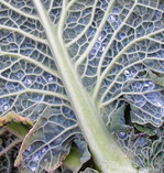 Fertig zum Abflug: Kohlmottenschildläuse
an überwintertem Wirsing