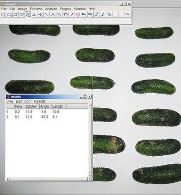 Ein einfaches Foto der zufllig ausgewhlten Gurken einer Sorte wird in das PCProgramm
eingelesen. Nach wenigen Klicks stehen exakte Daten zu Lnge und
Dicke und weiteren wichtigen Parametern der einzelnen Gurken zur Verfgung.