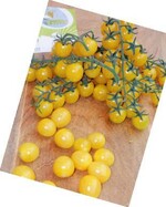 Die gelbe Kirschtomate ‘Lemoncherry’