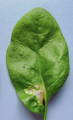 Blattminen in Spinatblättern