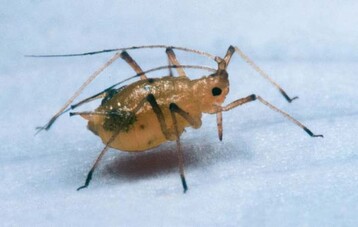 Die Grnfleckige Kartoffelblattlaus
(Aulacorthum solani) kommt berwiegend
im Gewchshaus vor, auch an Salaten.