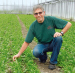 Besonders schöne Minzblätter
für den „Hugo“