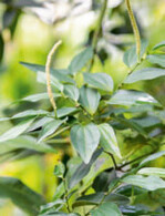 Kubebenpfeffer aus Südostasien