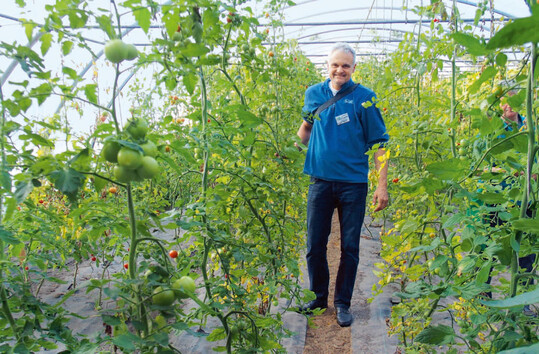 Das Folienhaus ist mit Mulchfolie und darunter installierter Tropfbewässerung ausgelegt. Ausgesetzte Bienen helfen bei der Befruchtung, erklärte Jochen Voigt.