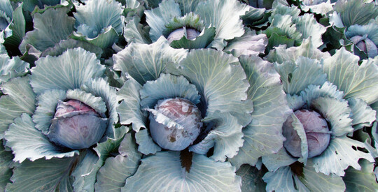 Die kleine Marktstudie: Rotkohl