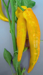 Linien- und kreisförmige, grüne Scheckungen sind typische Symptome einer infektion des Gurkenmosaikvirus an Paprikafrüchten