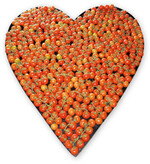 Ein Pilz trägt dazu bei, dass Tomaten von schädigenden Fadenwürmern nicht belästigt werden.