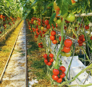 Viele Tomaten werden in Lndern der Europischen Union produziert.