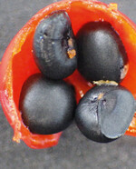 Geöffnete Spargel-Beere (Ø: 8 mm ) mit vier Samen