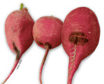 Die Rettichschwärze (Aphanomyces raphani) verursacht an Radiesknollen und -wurzeln dunkle, fast schwarze korkige und eingerissene Schadstellen.
