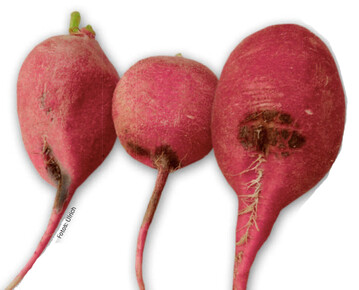 Die Rettichschwrze (Aphanomyces raphani) verursacht an Radiesknollen und -wurzeln dunkle, fast schwarze korkige und eingerissene Schadstellen.