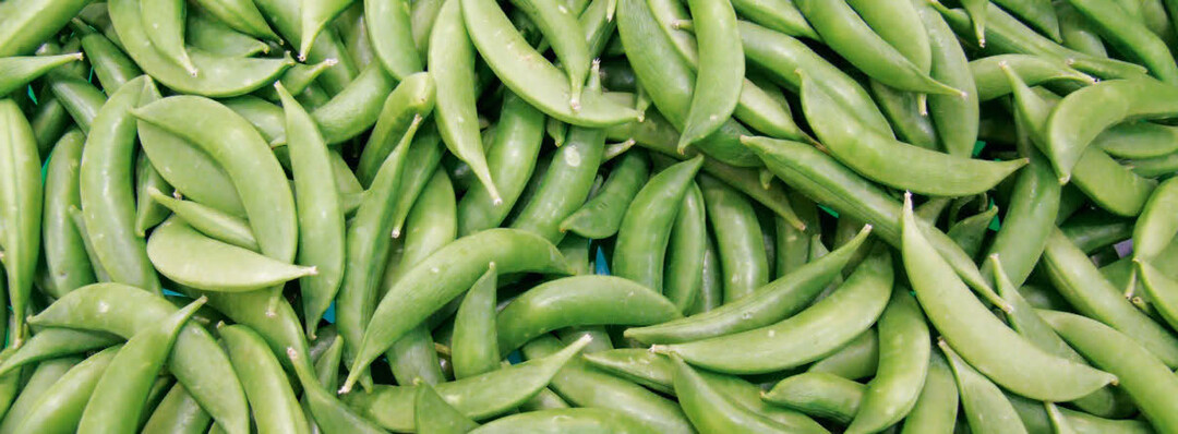 Erbsen