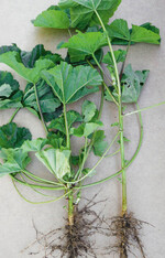 Wilde Malve: Pflanzen mit Wurzeln.