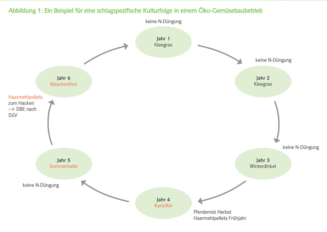 Ein Beispiel für eine schlagspezifische Kulturfolge in einem Öko-Gemüsebaubetrieb