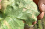 Falscher Mehltau ist bei Salaten problematisch