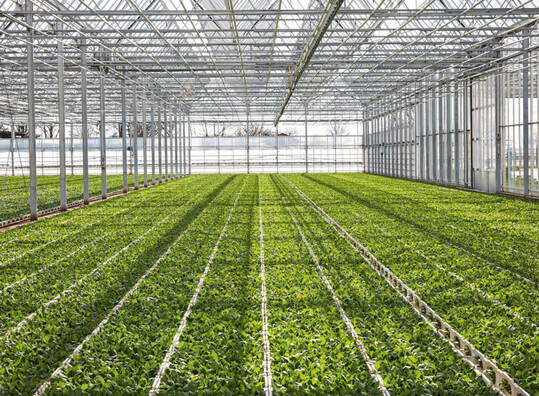 Jungpflanzenkisten auf Bodenstellfl�chen.