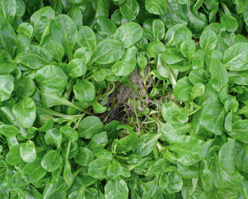 Nesterweises Auftreten von Botrytis cinerea in Feldsalat.