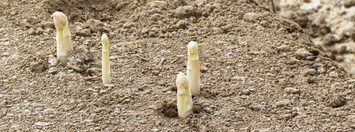 Die kleine Marktstudie: Spargel