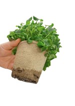 Die neue Jiffy-Generation ist stabil und trotzdem wasserabweisend.
Nach drei Monaten Kulturzeit ist der Topf oben stabil und sauber
anzufassen.