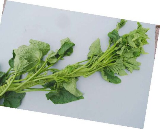 Bandartig ausgebildeter Trieb
einer Gewächshausgurke