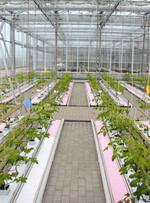 Die ersten Versuche werden in
diesem Jahr mit Gurken durchgeführt.