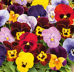 Sonderteil Saatgut und Sorten