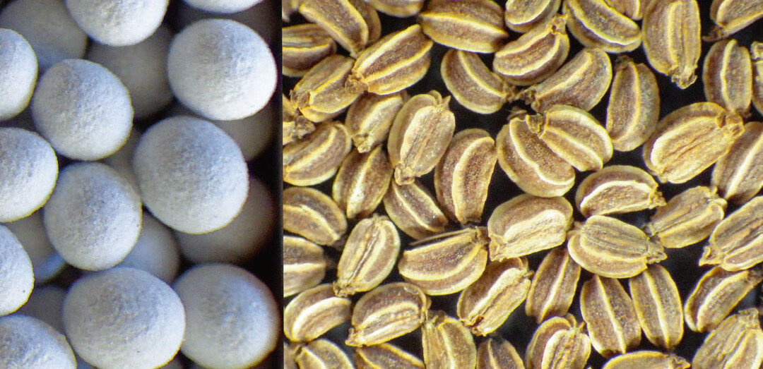 Sellerie-Nacktsamen (r.) neben „Prime-Pillen“ (l.) im Durchmesser 2,0 bis 2,5 mm