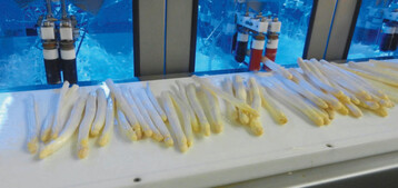 Besonders geschlter Spargel verlangt nach einer guten Prozess- und Personalhygiene, damit mikrobiologisch einwandfreier Spargel in den Absatz gelangt.