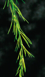 Magnesiummangel an Spargeltrieben: beginnend