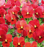 Neue, frische Frühlingsboten