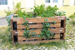 Unweit der bekannten alten Holzbrücke in der Altstadt von Bad Säckingen hat eine Initiative diese Beispiele für Urban Farming aufgestellt.