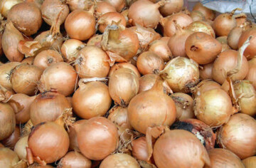 Der bodenbrtige Erreger Fusarium oxysporum befllt Speisezwiebeln mit kleinen schwarzen Punkten auf der Auenhaut; im Lager verbreitet er sich vehement.