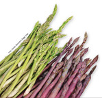 Ein hübsches Duo: Wildspargel ‘Montine’ neben violettem Spargel.