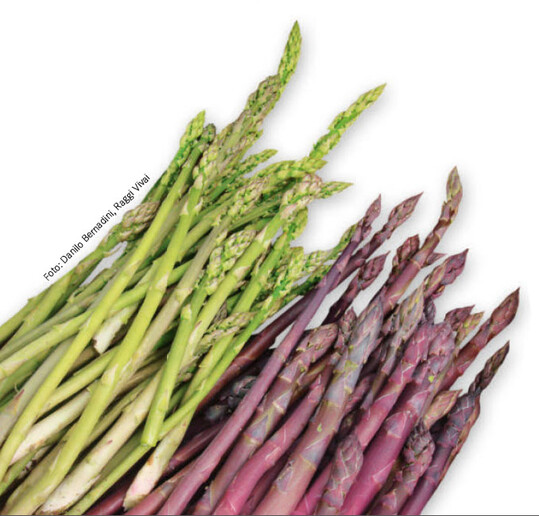 Ein hübsches Duo: Wildspargel ‘Montine’ neben violettem Spargel.