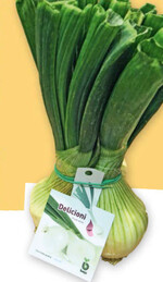 1 „Delicioni“ – ein hübsches Zwiebelbund von Bejo.