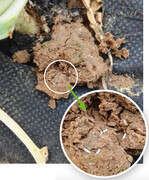 Kohlfliegeneier an Kohlrabi