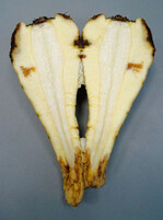 Die Fäule durch
Itersonilia pastinacae
dringt nicht tief in den
Rübenkörper ein.