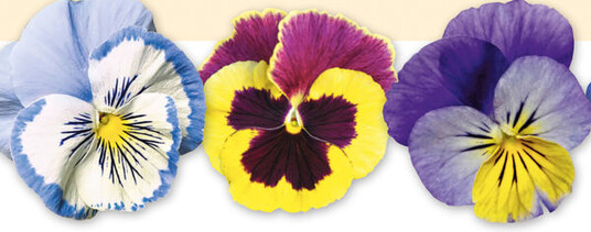 ‘Promise Blue White Whiskers’
(PanAmerican Seed), V. wittrockiana ‘GoliathPatricia Impr.’
(Florensis) und ‘Twix Lemon Azure Wing’
(Volmary) (von links)