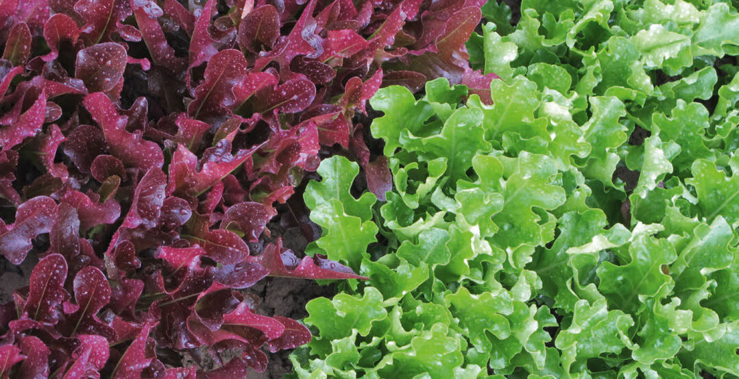 Bunte Salate