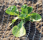 Leichtes Taubenschutznetz von Howitec